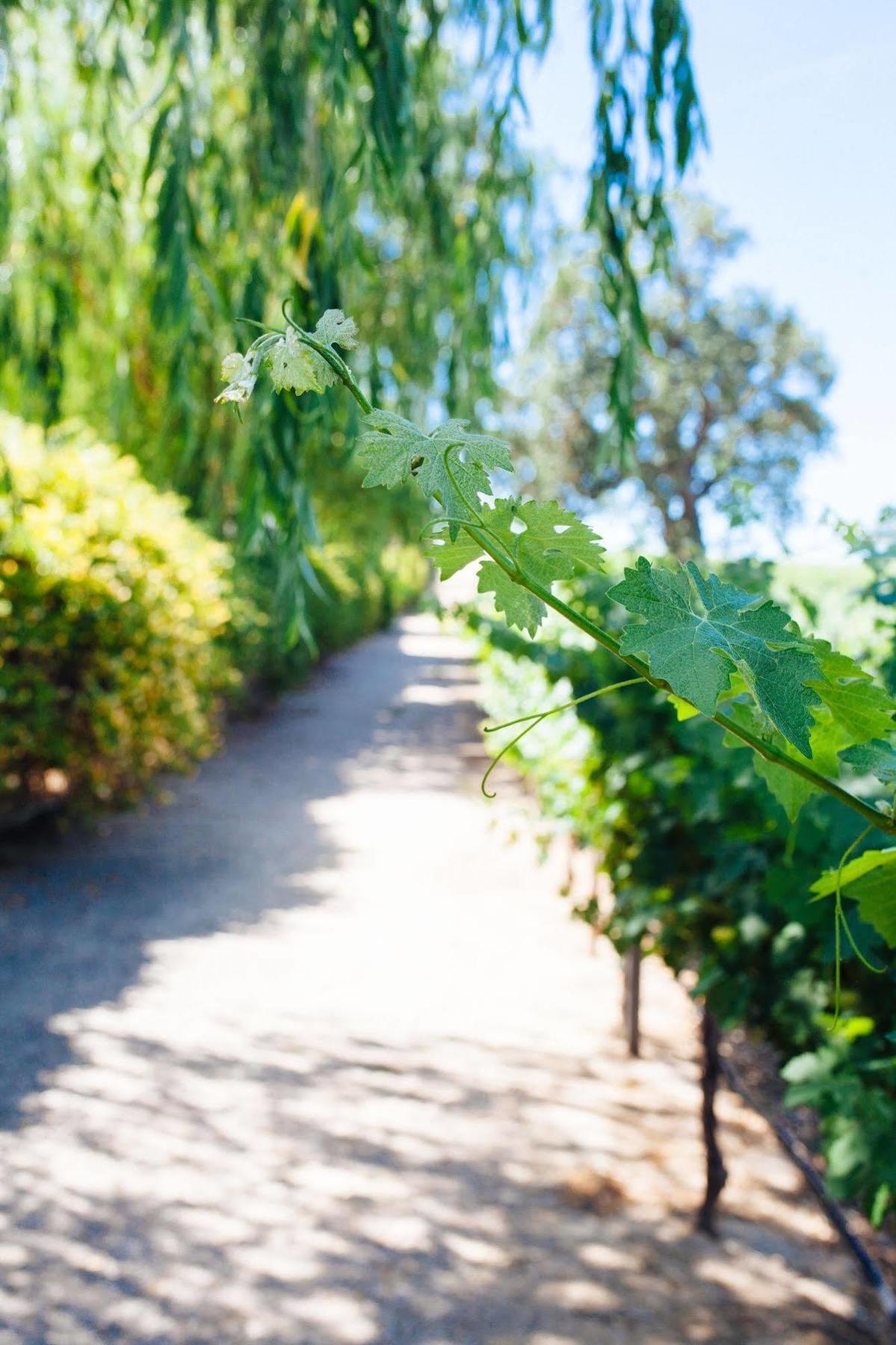 Sun Outdoors Central Coast Wine Country El Paso de Robles Exterior foto
